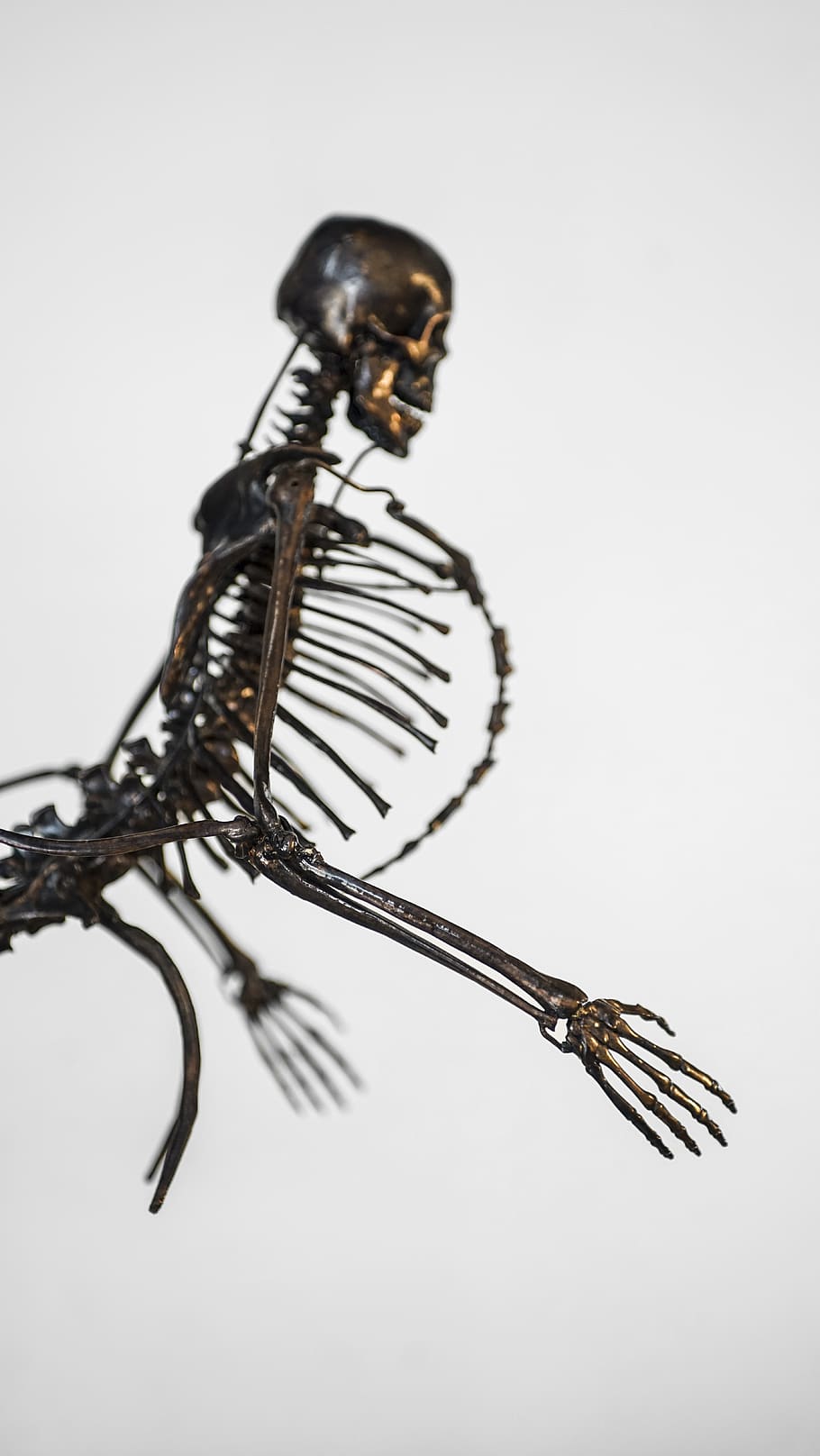 art, skeleton, sculpture, creative, skull, bones, evolution HD wallpaper