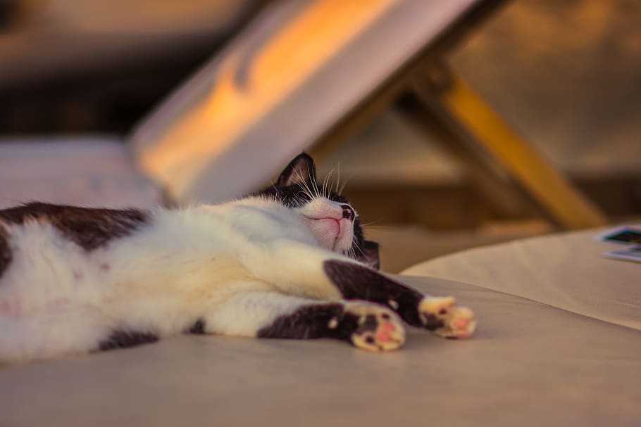 cat, tired, sleeping, animal, pet, bed, domestic cat, animal themes HD wallpaper