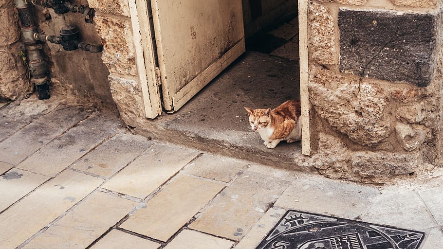 cat, animal, brick, flagstone, pet, mammal, soil, archaeology HD wallpaper