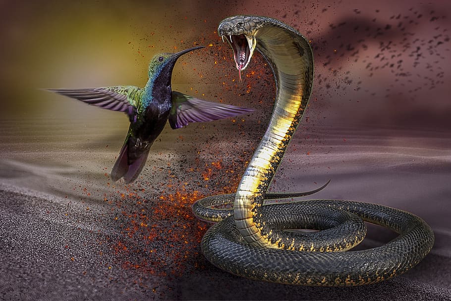 manipulation, hummingbird, cobra, snake, desert, birds, animal, HD wallpaper