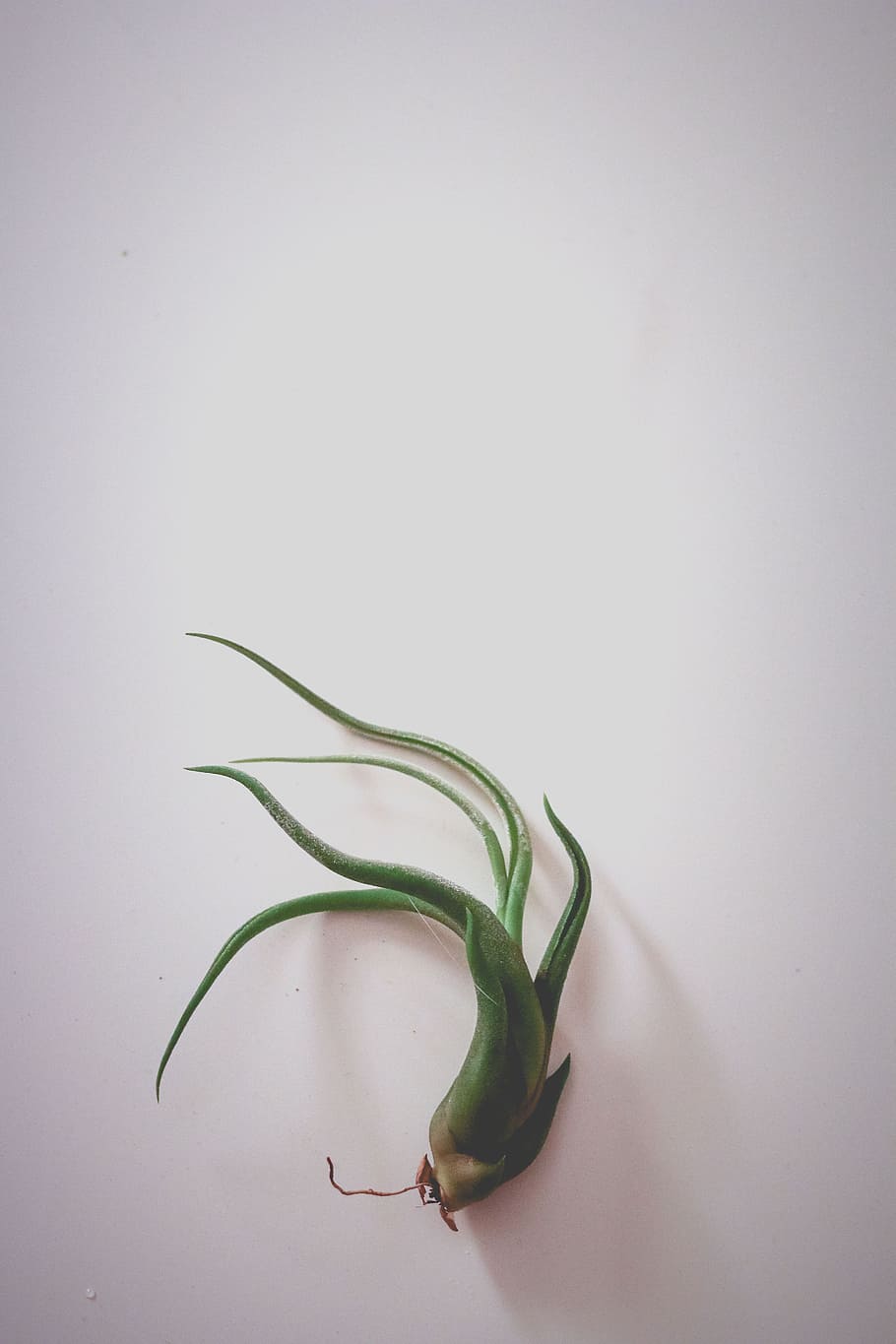 Green Plant, roots, studio shot, indoors, no people, copy space HD wallpaper