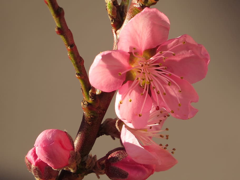 nectarine, spring, bud, flowers, pink, rose, flowering plant HD wallpaper