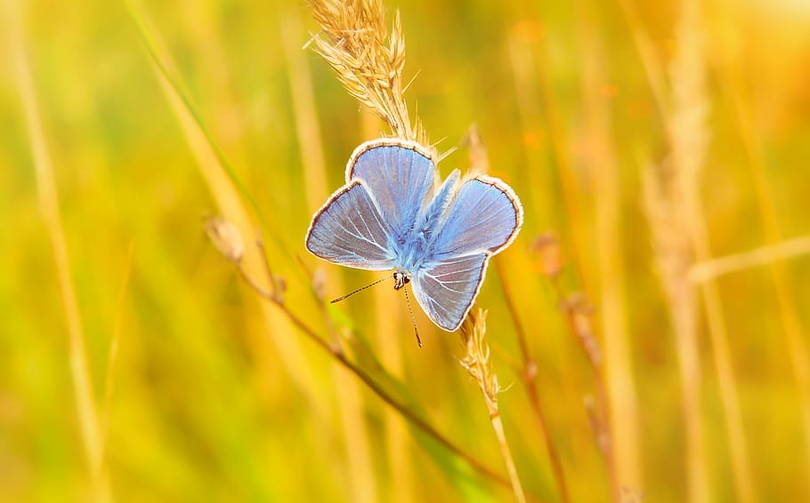 blue cabbage butterfly perched on grass, plant, close-up, macro HD wallpaper