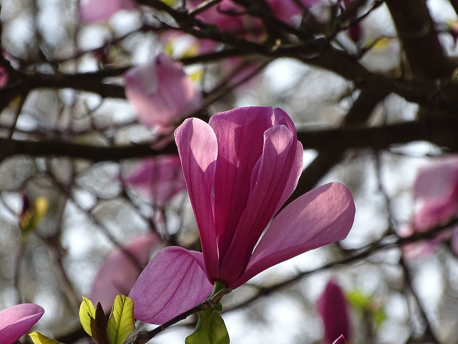 magnolia, blossom, bloom, spring, nature, magnolia blossom HD wallpaper
