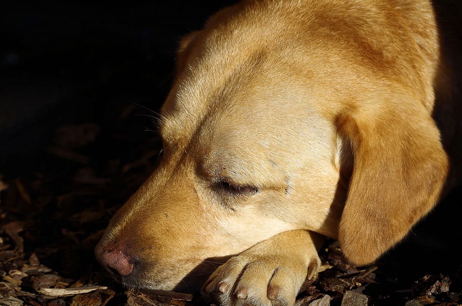 dog, labrador, sleeping, close up, pet, animal, portrait, mammal HD wallpaper