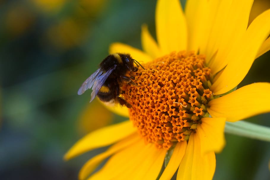 bee, flower, yellow, summer, nature, macro, honey, bumble, flowering plant HD wallpaper