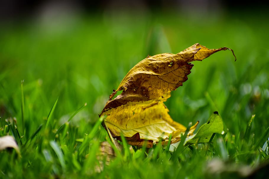dry leaf, plain, green, plant, green color, selective focus HD wallpaper