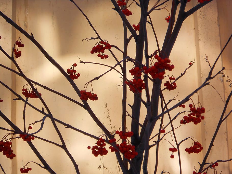 rowan, rowanberry, sorb, wildash, pit, rowan-tree, autumn, plant HD wallpaper
