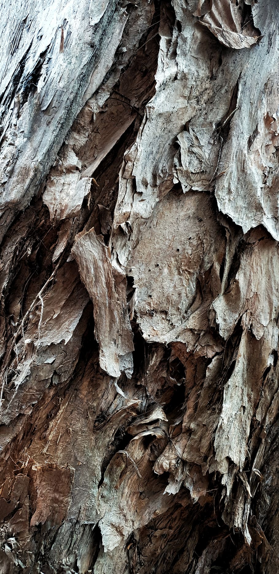 tree, plant, wood, tree trunk, china, unnamed road, guangzhou shi HD wallpaper