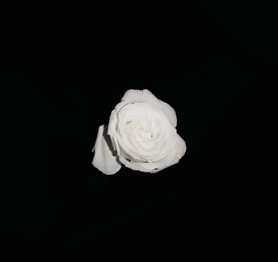 rose, flower, studio shot, copy space, black background, freshness HD wallpaper