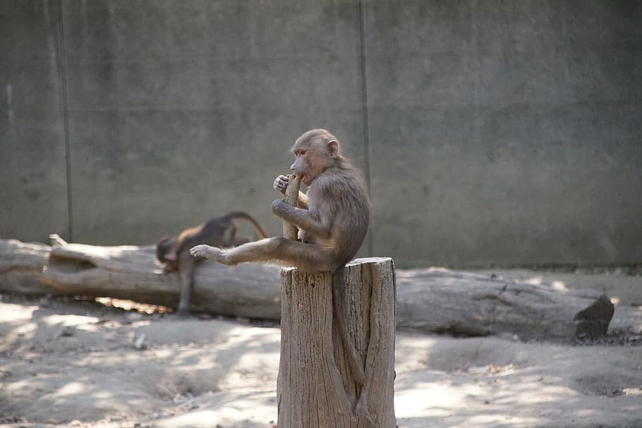 zoo, monkey, mammal, animals, nature, gorilla, fur, nice, hairy HD wallpaper