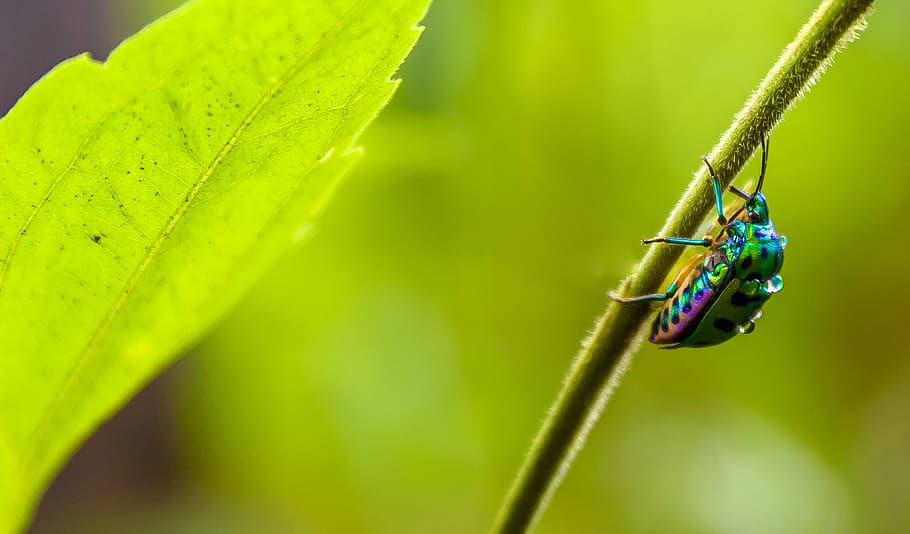 irisdescent insect on leaf branch, india, mumbai, sanjay gandhi national park