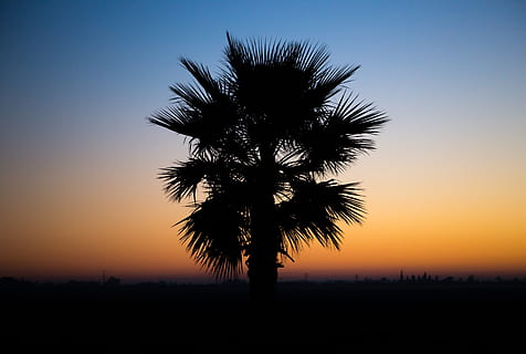 tree during golden hour, plant, silhouette, palm tree, nature HD wallpaper