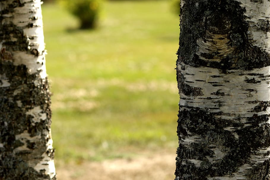birch, tree, wood, nature, tree trunk, focus on foreground HD wallpaper