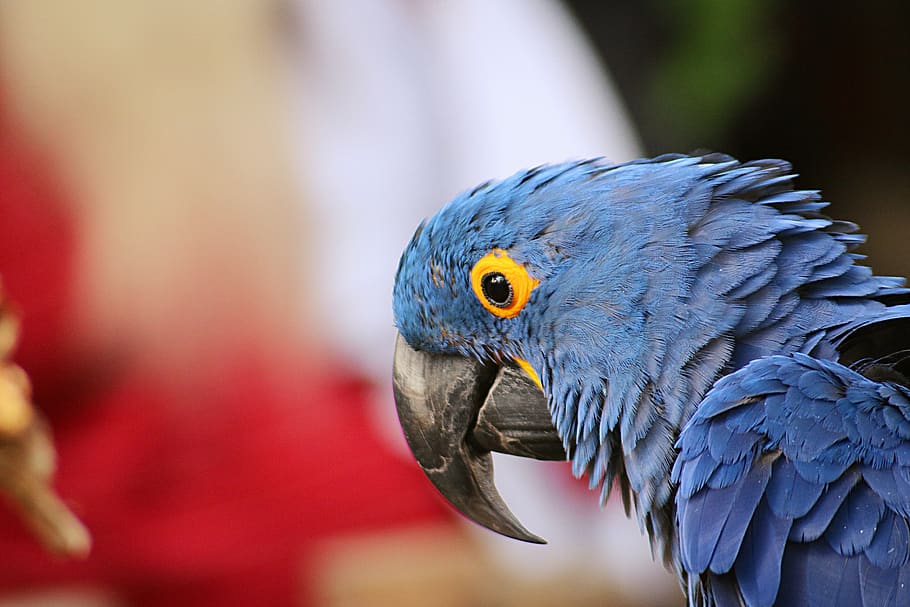 blue bird, animal, parrot, macaw, beak, pet, nature, outdoor HD wallpaper