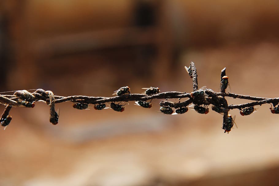 flies, insects, pest, fly, animals, close-up, focus on foreground HD wallpaper