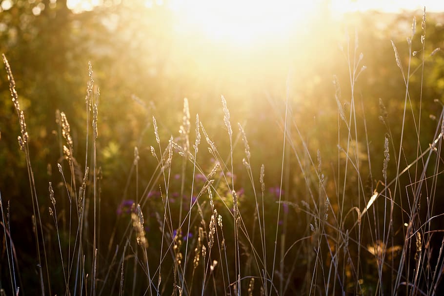 grass under the sunny light, sunlight, nature, flare, plant, field HD wallpaper