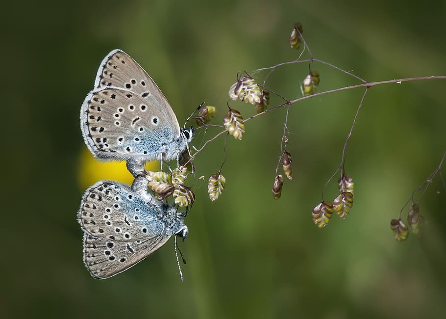 butterfly, blue, mating, wings, summer, insect, nature, invertebrate HD wallpaper