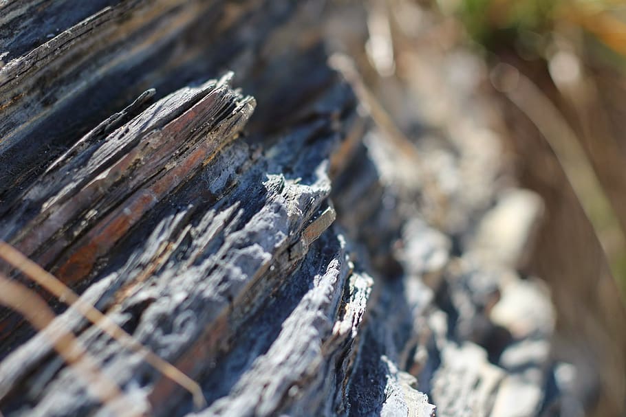 selective focus, close-up, no people, wood - material, nature HD wallpaper