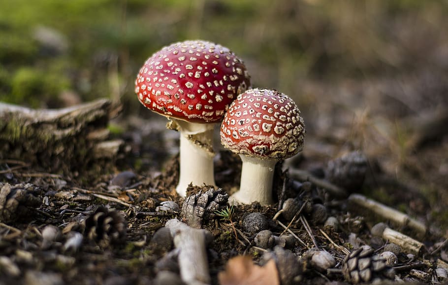 toadstools, mushrooms, forest, fungus, vegetable, food, growth HD wallpaper