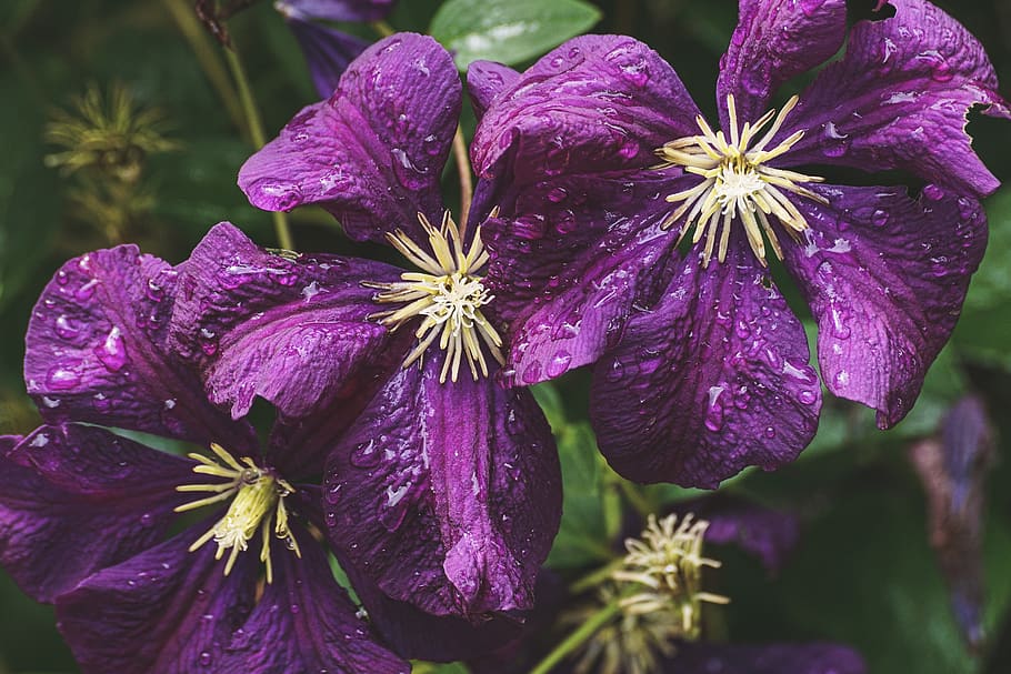 Closeup Photo of Purple Petaled Flowers, beautiful, botanical HD wallpaper