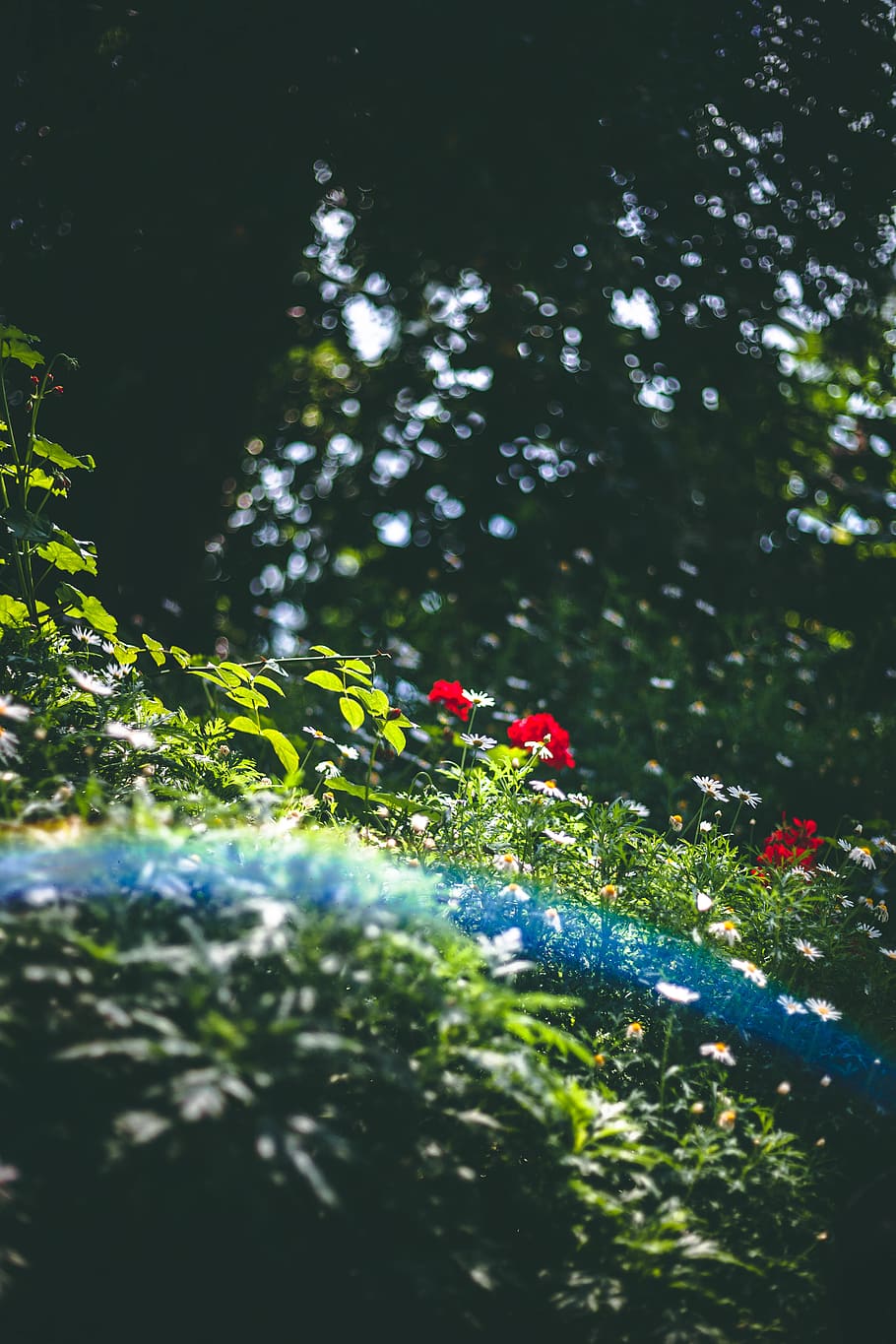 red petaled flowers, plant, blossom, sunlight, green, singapore HD wallpaper