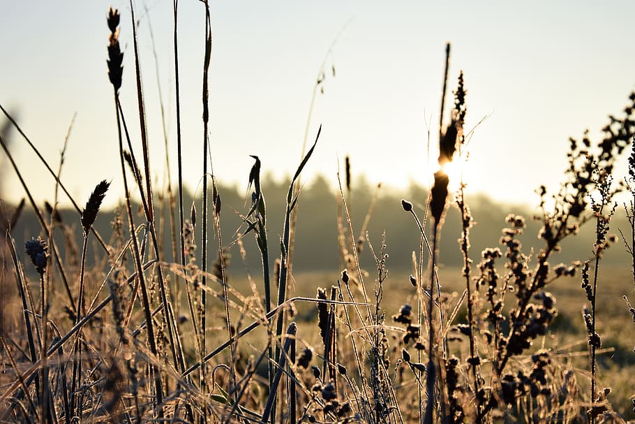 Nature grain. Трава на переднем плане. Determining the nature of the Grain.