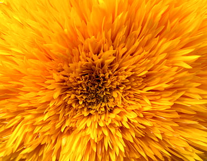 yellow clustered flower, blossom, sunflower, plant, daisy, daisies HD wallpaper