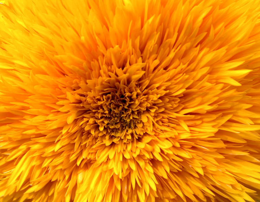 yellow clustered flower, blossom, sunflower, plant, daisy, daisies HD wallpaper
