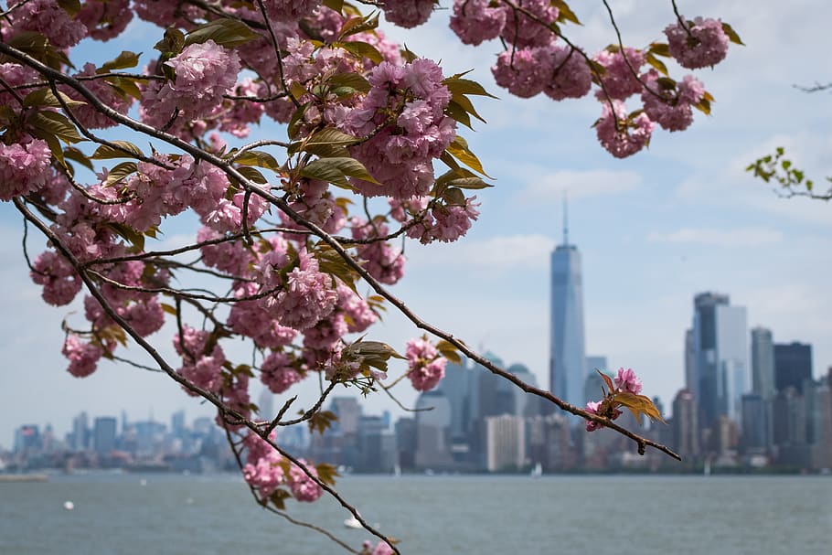 new york, liberty island, united states, cherry blossoms, downtown nyc