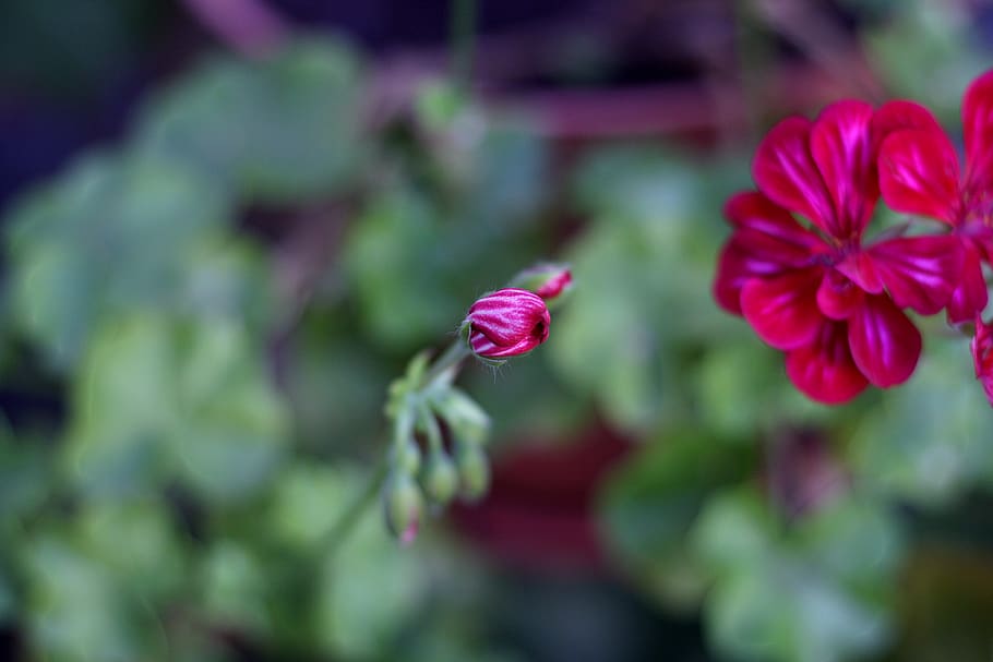 bud, capullo, stripy, lines, flower, red flower, carnation