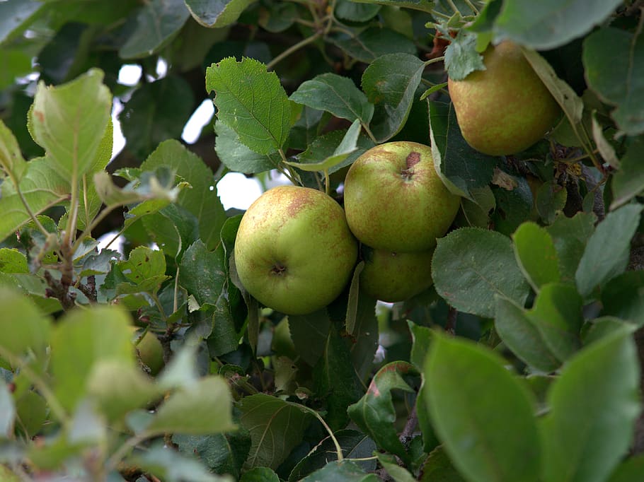 apple tree, fruit, apfelernte, fruit tree, delicious, fresh HD wallpaper