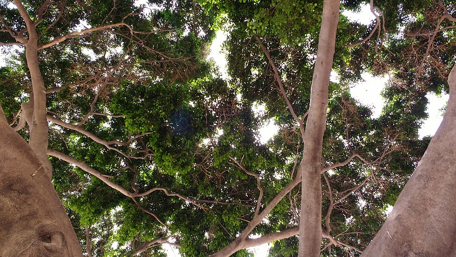 tree, plant, growth, day, tree trunk, low angle view, nature HD wallpaper