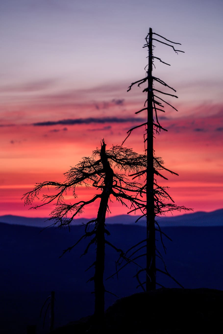 silhouette of trees during golden hour, sunset, sunrise, purple HD wallpaper