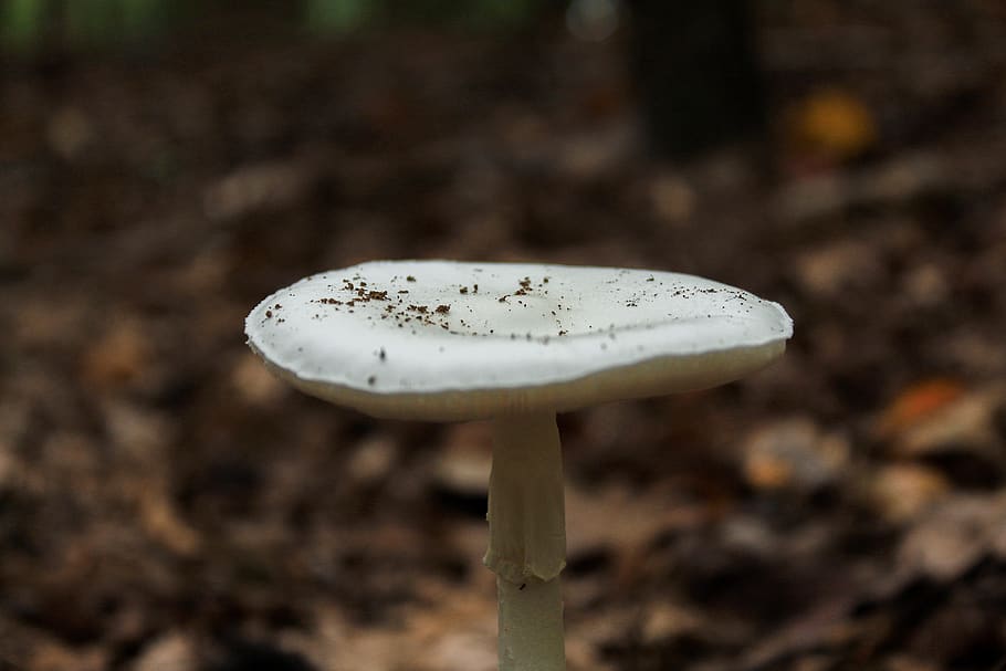 shroom, mushroom, fungus, vegetable, food, close-up, growth HD wallpaper