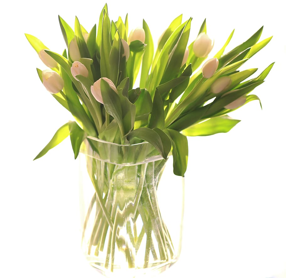 flowers, tulips, easter, nature, flora, background, plant, yellow HD wallpaper