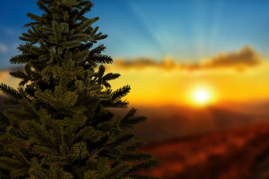 christmas, sunset, christmas tree, winter, landscape, sky, scene, HD wallpaper