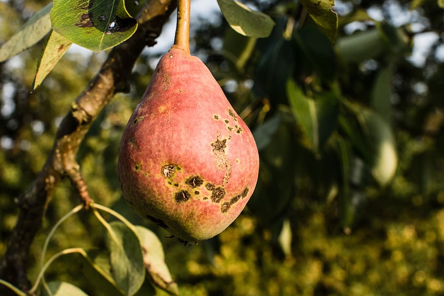 pear, tree, nature, light, fruit, plant, green, energy, fresh HD wallpaper