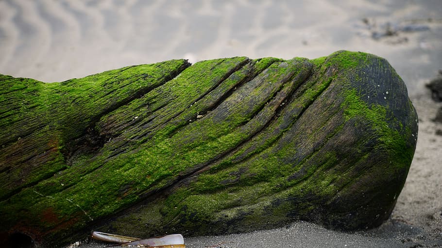 ireland, dublin, green color, no people, nature, moss, day HD wallpaper