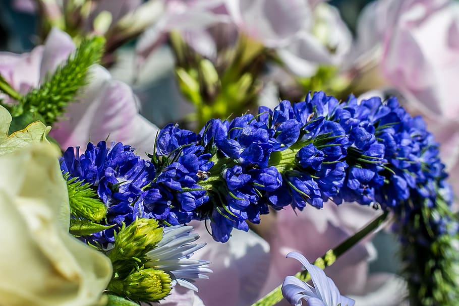 flower, blue, bloom, plant, summer, flowering plant, freshness HD wallpaper
