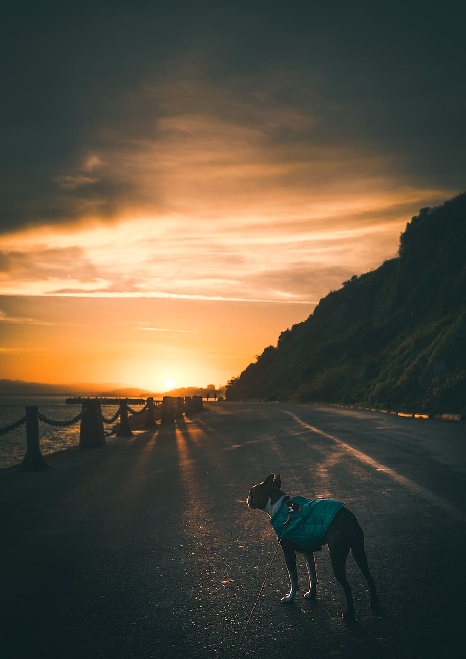 dog standing on road, sunset, sky, domestic animals, mammal, pets HD wallpaper