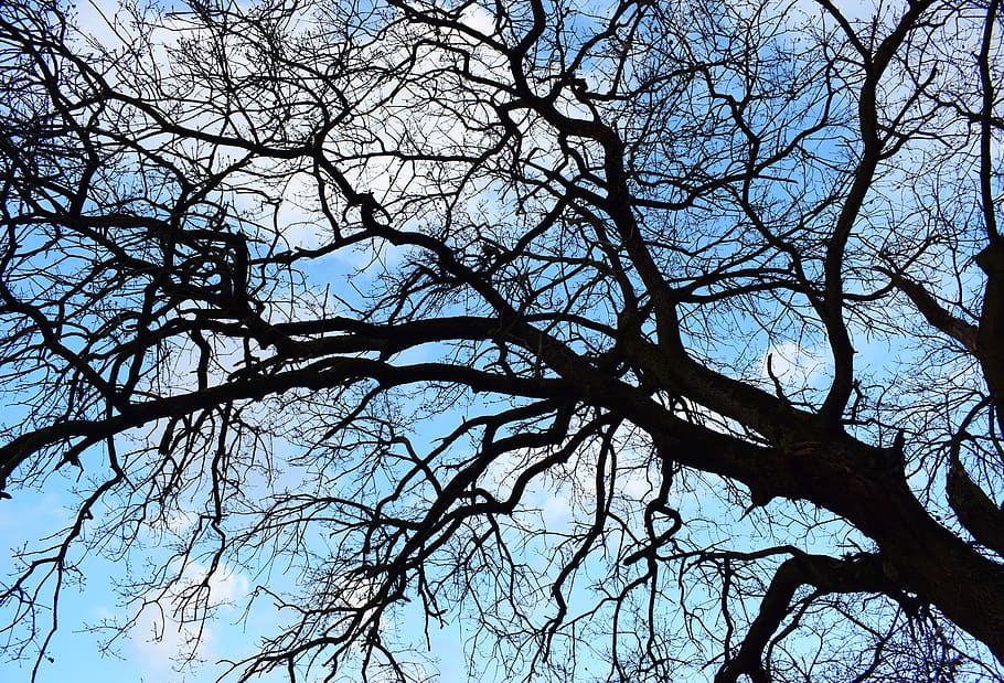 italy, montescudaio, tree, textured, blue, sky, branch, bare tree, HD wallpaper