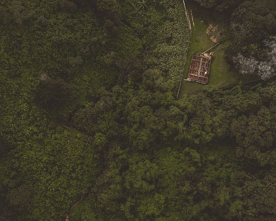 aerial photography of green forest, drone view, tree, barn, house HD wallpaper