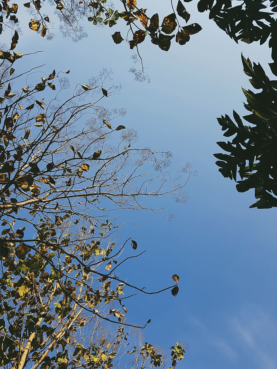 tree, plant, leaf, yamethin, myit tar st, myanmar (burma), bird HD wallpaper