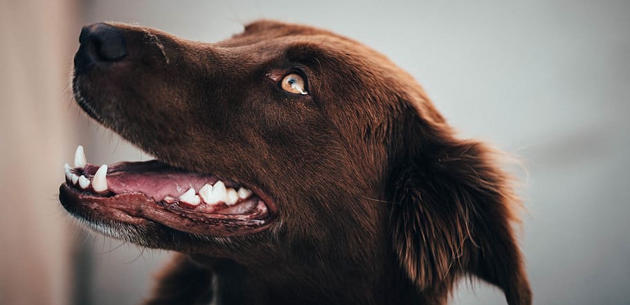 long-coated brown dog, united states, rancho cucamonga, animal HD wallpaper