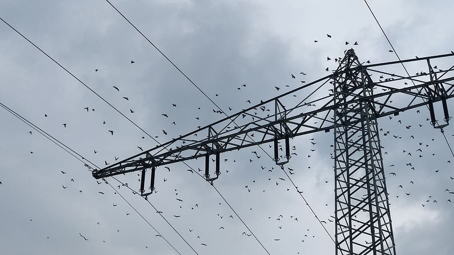 germany, kronau, fields, Birds, sky, animals in the wild, cable HD wallpaper