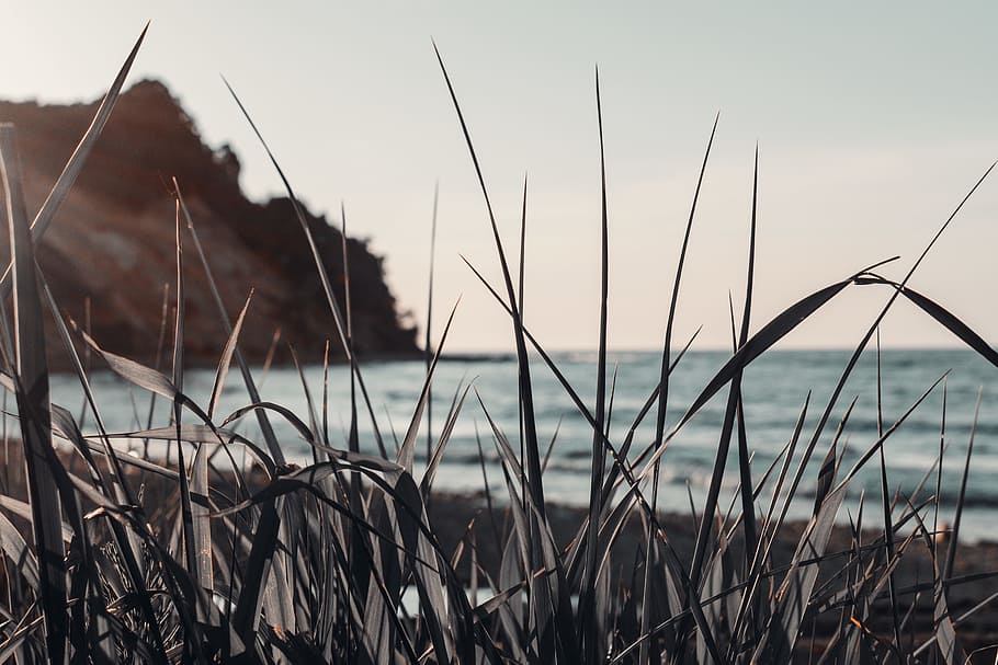 Grass, beach, ocean, plant, sea, seashore, tranquility, focus on foreground HD wallpaper