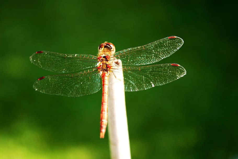 dragonflies, insect, rest, invertebrate, animal, animal themes HD wallpaper