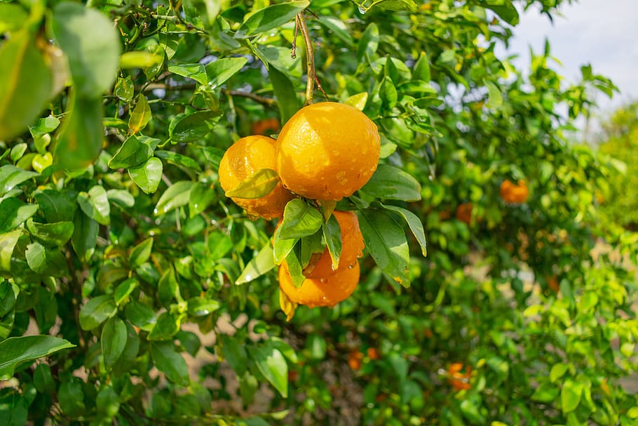 orange, landscape, yellow, sun, bloom, garden, trees, leaves HD wallpaper