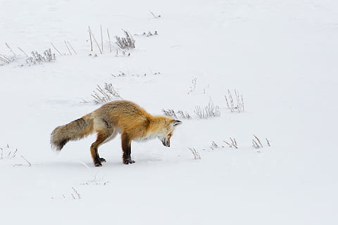 fox, red, looking, hunter, hunting, wildlife, nature, snow HD wallpaper